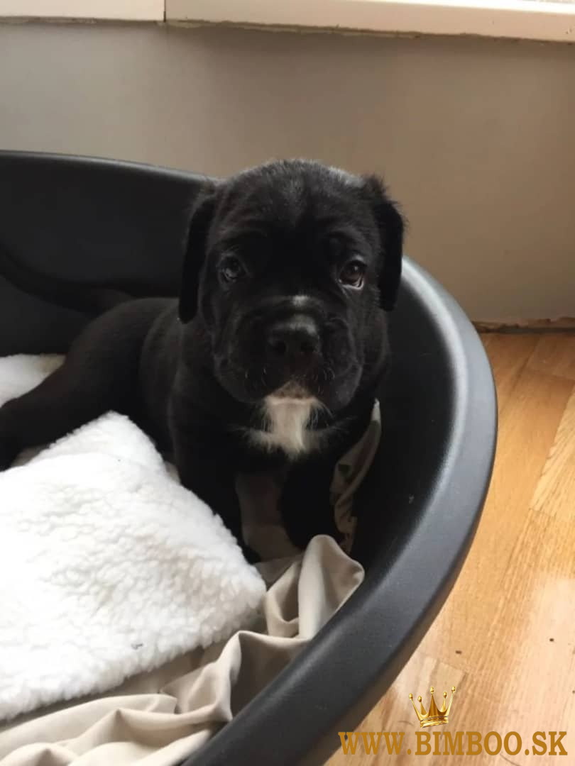 Šteniatko šampióna Cane Corso