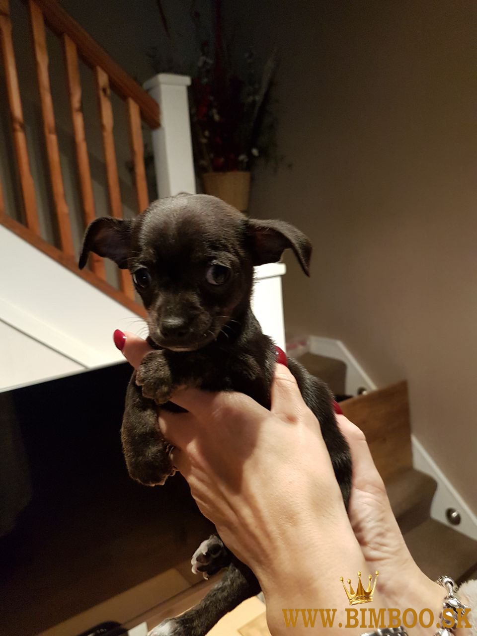 Úžasné vzácne modro-hnedé šteniatka dlhosrstej čivavy. WhatsApp nás: +447490124950