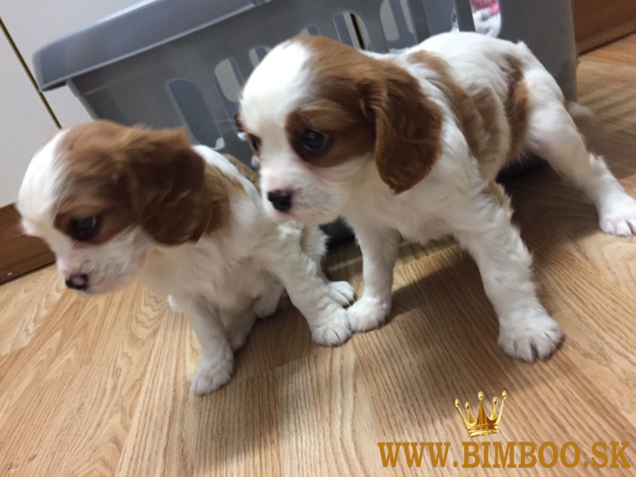 Roztomilé a rozkošné šteniatka Cavalier King Charles Spaniel na predaj