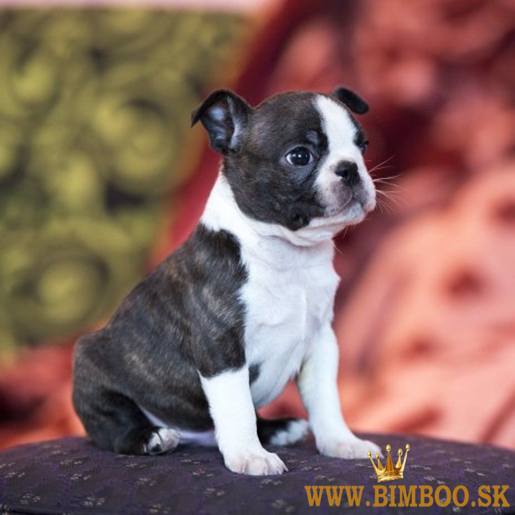 Boston Terrier,Bostonský Teriér,Boston