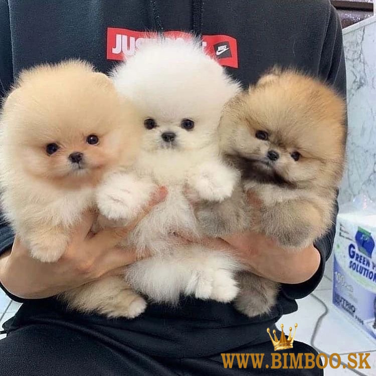 Krásne šteniatka pomeranianov do dobrých domovov.