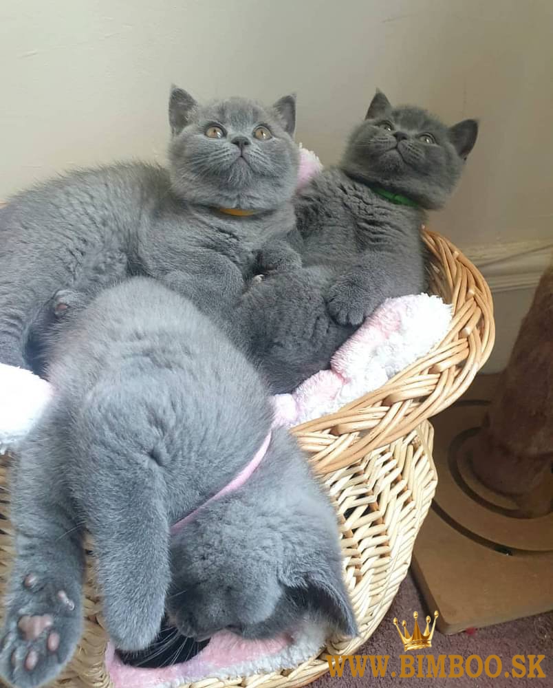 Bengal X, britská krátkosrstá, mainská mývalia. Predám sibírske mačiatka.