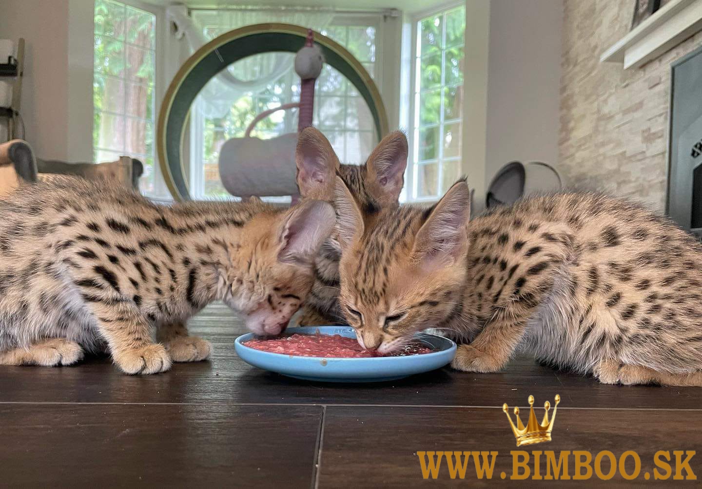 K dispozícii mačiatka F1 savannah