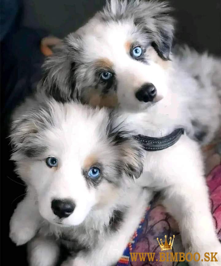 šteniatka border kólie