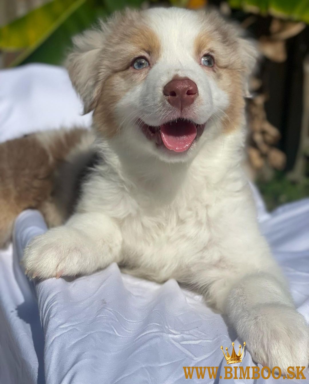 Šteniatka austrálskeho ovčiaka