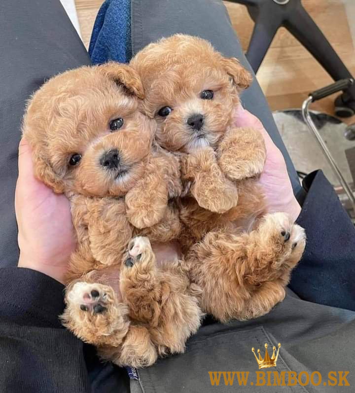 Maltipoo  šteniatka.