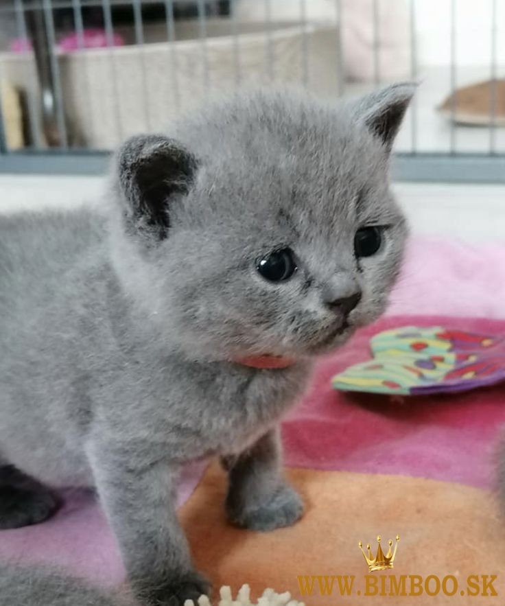 British shorthair kittens 