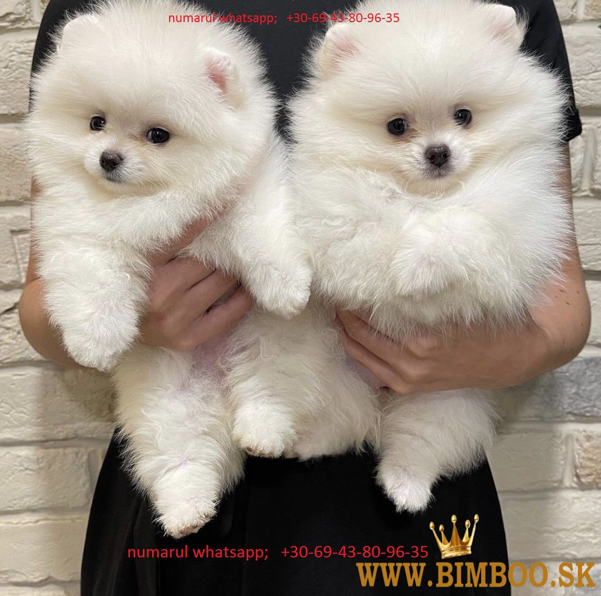 pomeranian-trpaslici-spic-pomeranian-pomeranian