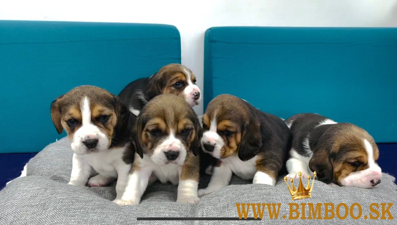 Beagle Puppies na predaj