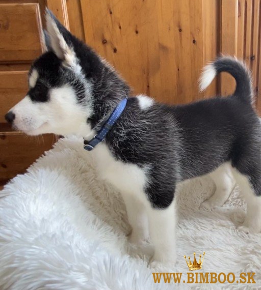šteniatok Syberian Husky  whatsapp +386 69897613