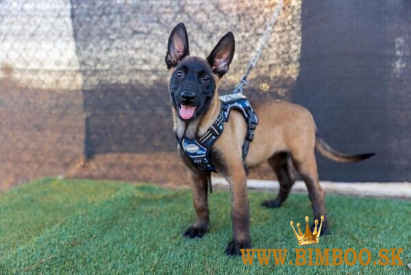 Šteniatka belgického ovčiaka Malinois hľadajú dobrý domov