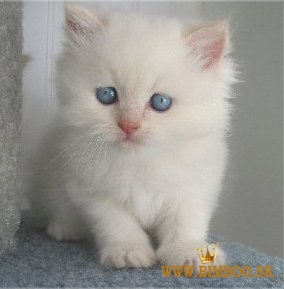 Perzské mačiatka na predaj. WhatsApp nás: +447490124950