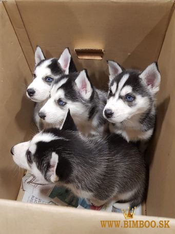 Šteniatka sibírskeho huskyho