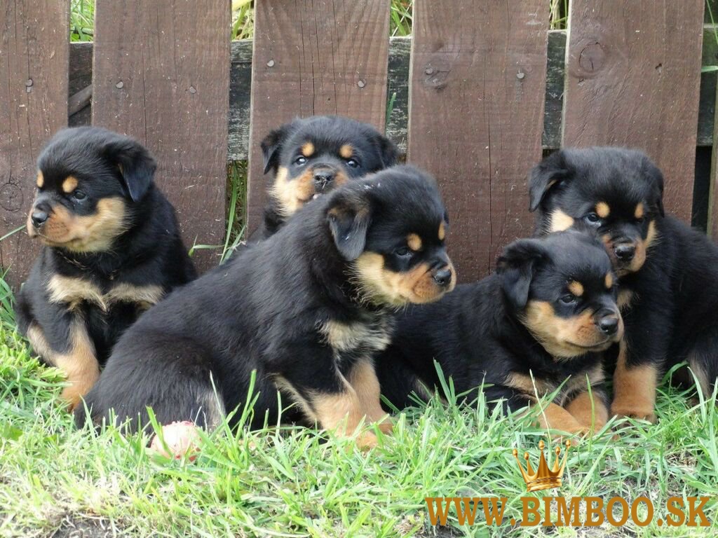 Šteniatka rotweillerov  whatsapp +386 69897613