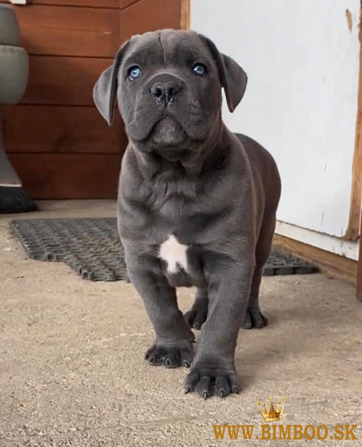 Cane corso šteniatka s rodokmeňom FCI