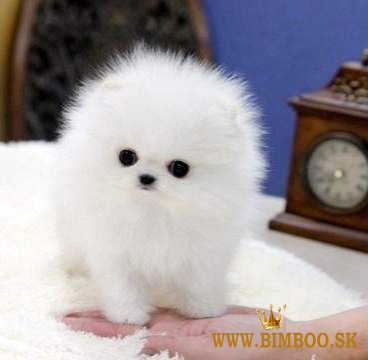 Dostupné šteniatka čistokrvných pomeranianov