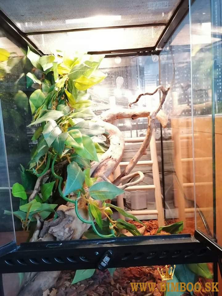 Chameleón Jemenský + terárium 
