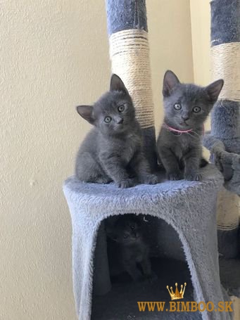 Predám top mačiatka Russian Blues