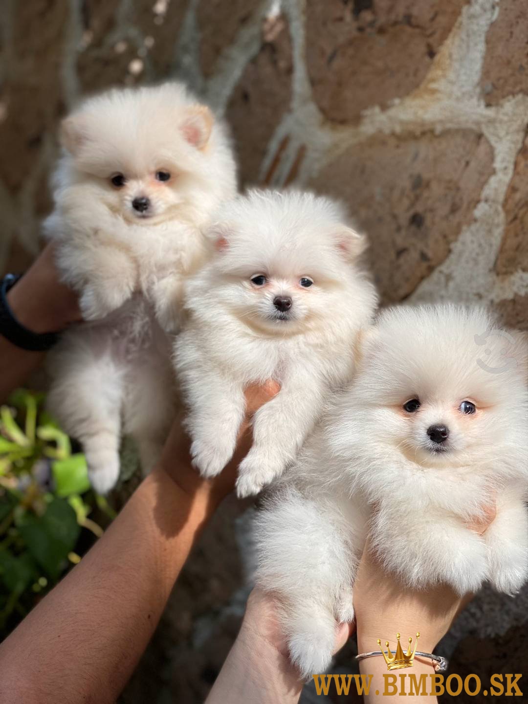 Pomeranian boo mini 