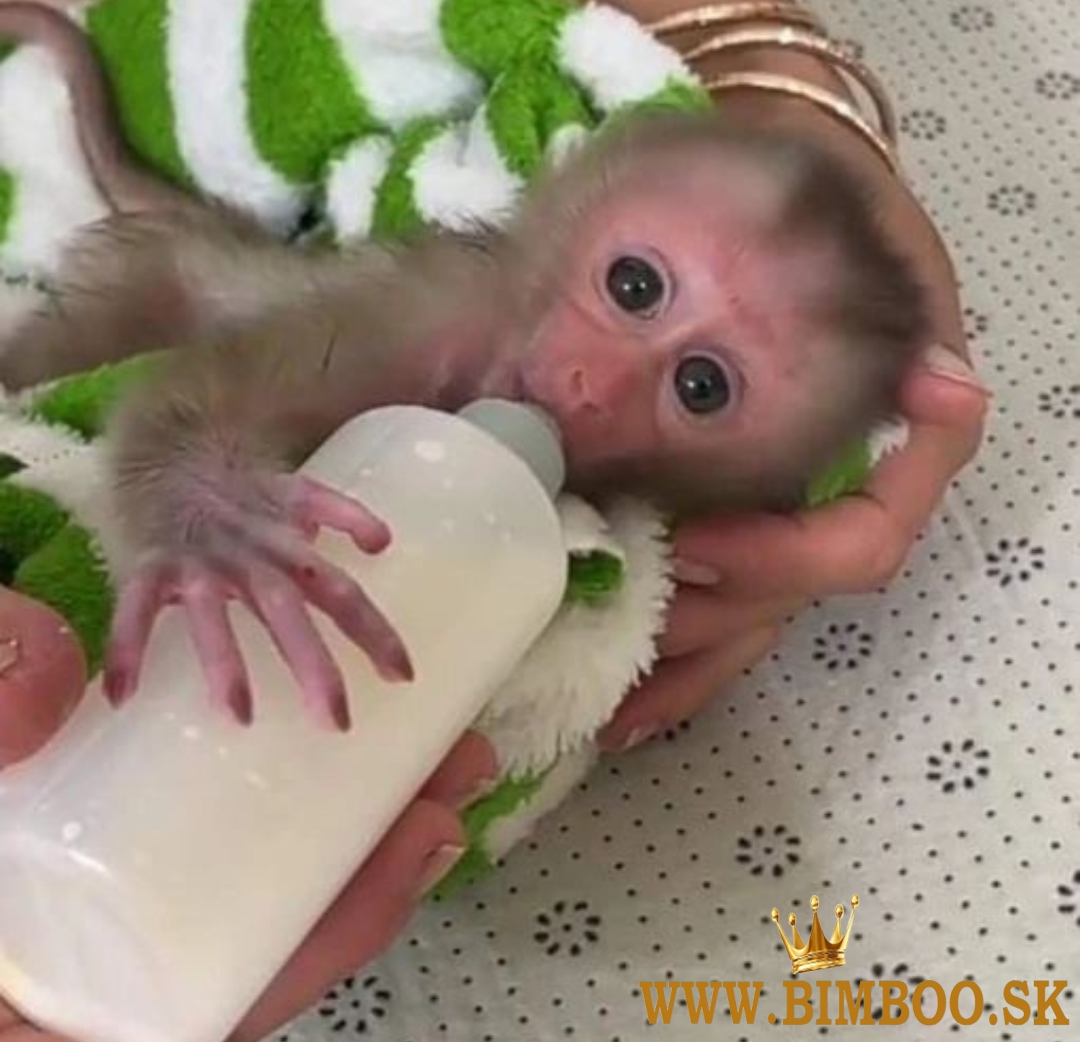 Capuchin monkeys