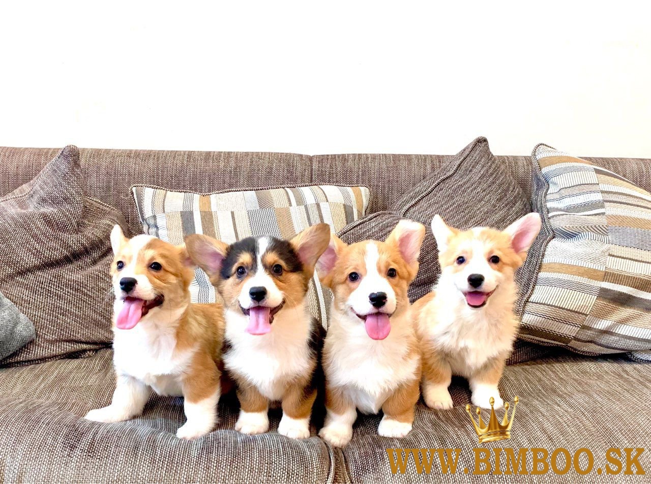 Pembroke Welsh Corgi Šteniatka Pembroke