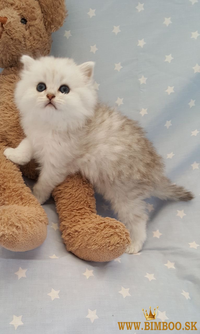 Perzské mačiatka na predaj. WhatsApp nás: +447490124950