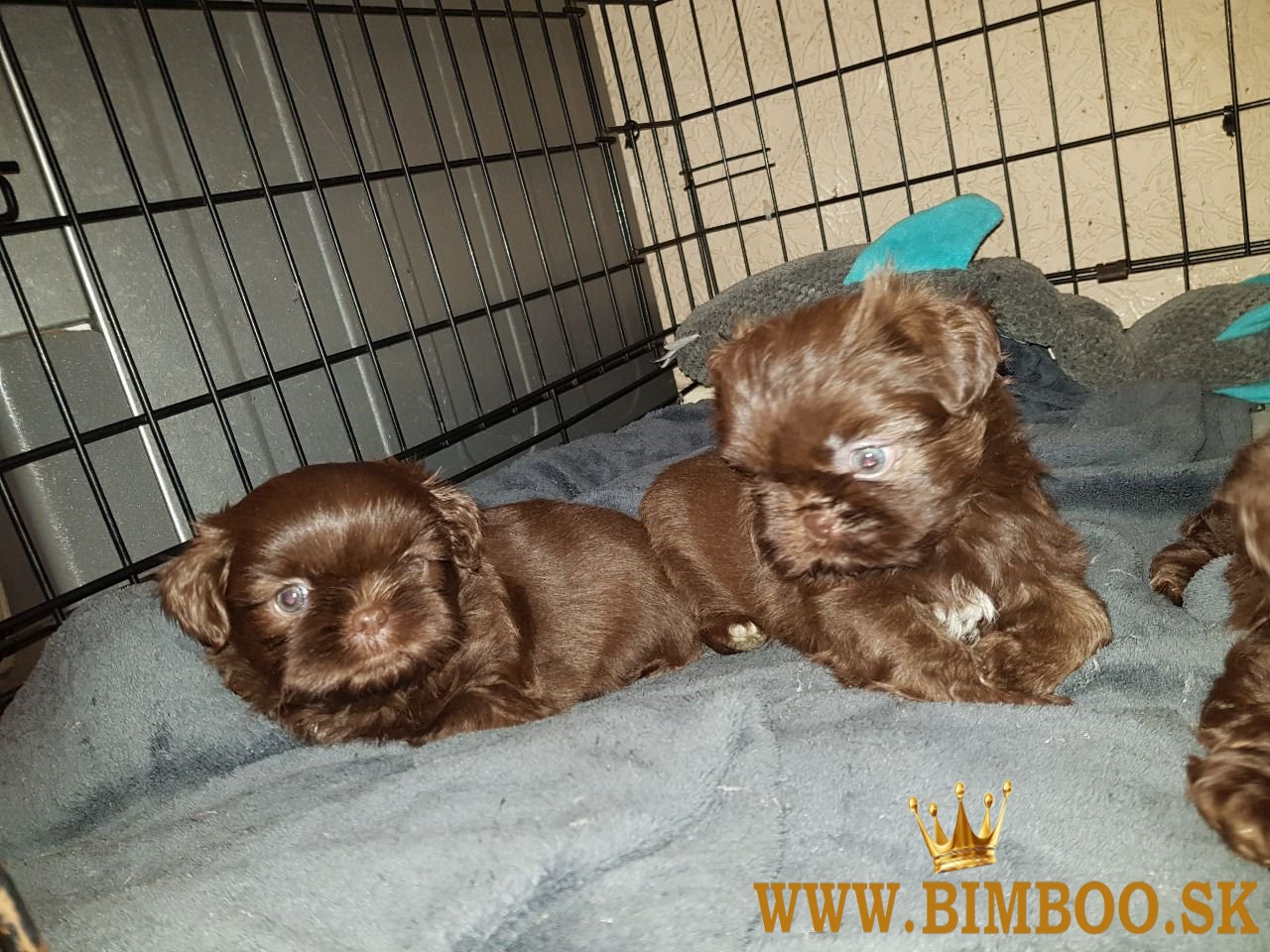Šteniatka Shih Tzu