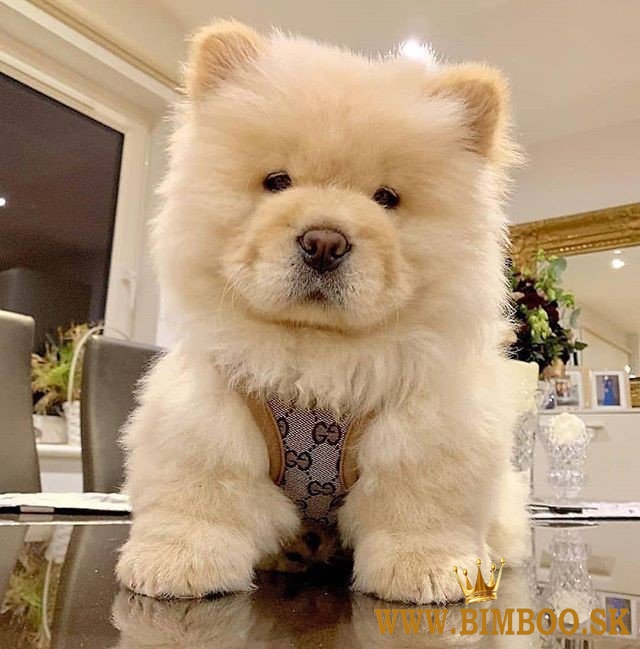 Šteniatka chowchow pripravené na odber. whatsapp nás: +447490124950