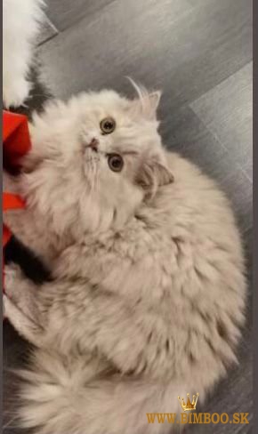 Bengal X, britská krátkosrstá, mainská mývalia. Predám sibírske mačiatka.