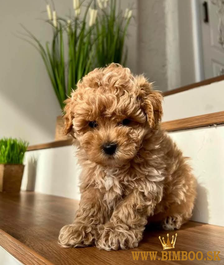 Maltipoo  šteniatka.