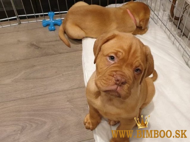 Krásne šteniatka Bordeauxskej dogy,