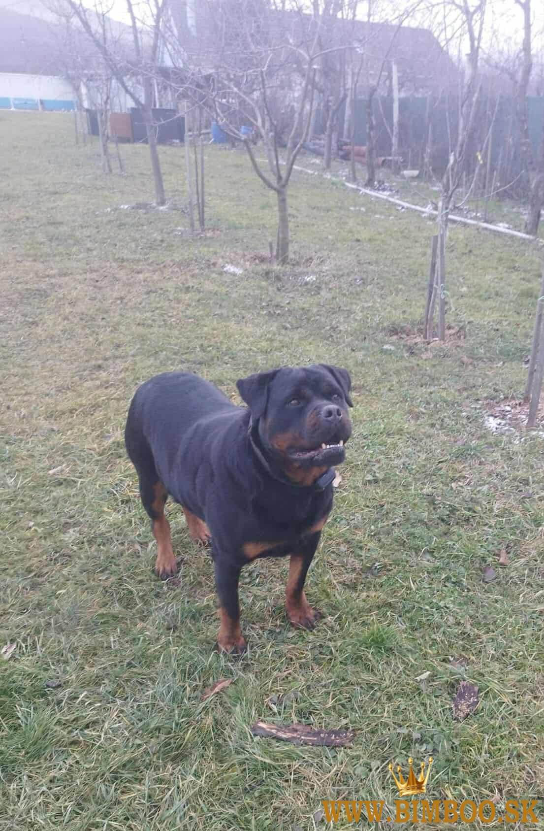 Šteniatka Rottweilera s PP
