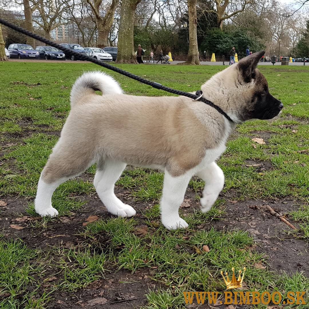 Šteniatka Akita
