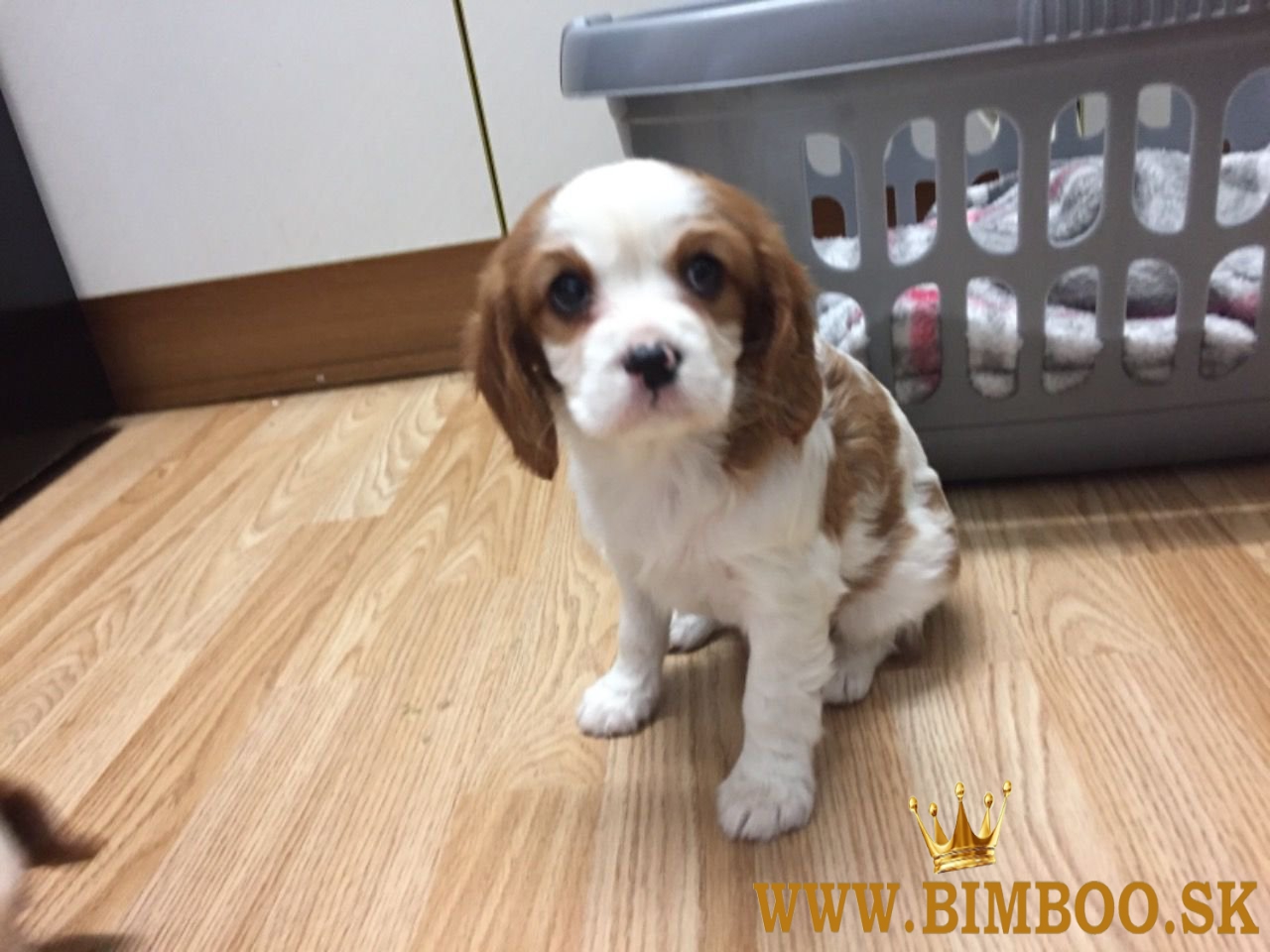 Roztomilé a rozkošné šteniatka Cavalier King Charles Spaniel na predaj