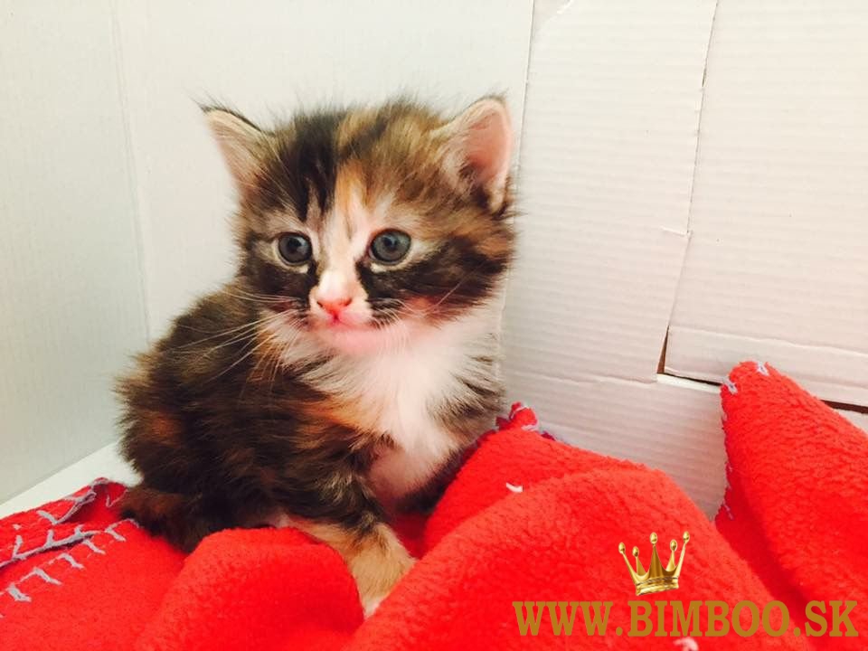 K dispozícii sibírske mačiatka. whatsapp nás: +447490124950