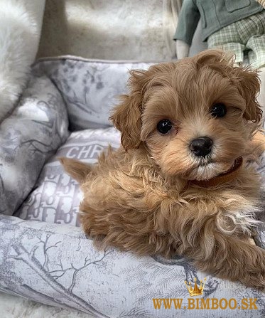 Krásne šteniatka Maltipoo