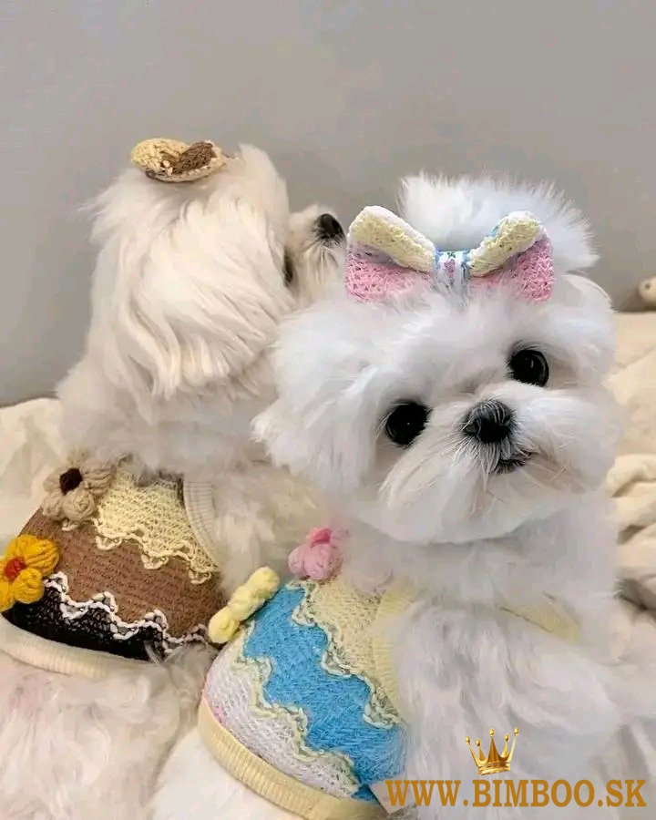 Maltese puppies WhatsApp +1(606)331-8962