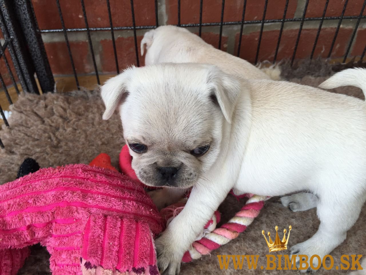 Ohromujúci vrh šteniatok mopsa srnčej farby. WhatsApp nás: +447490124950