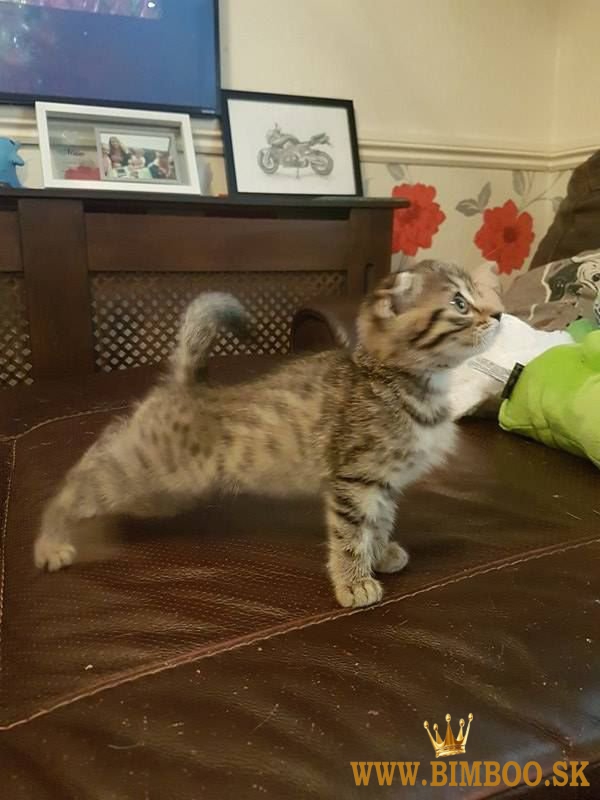 Škótske fold mačiatka. whatsapp nás: +447490124950