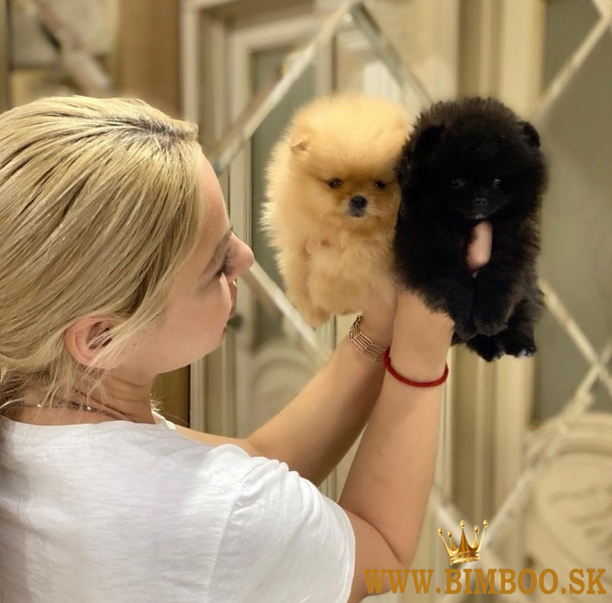 Šteniatka Pomeranian