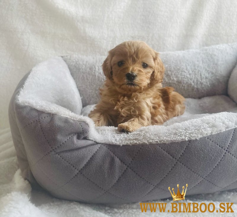šteniatka cockapoo