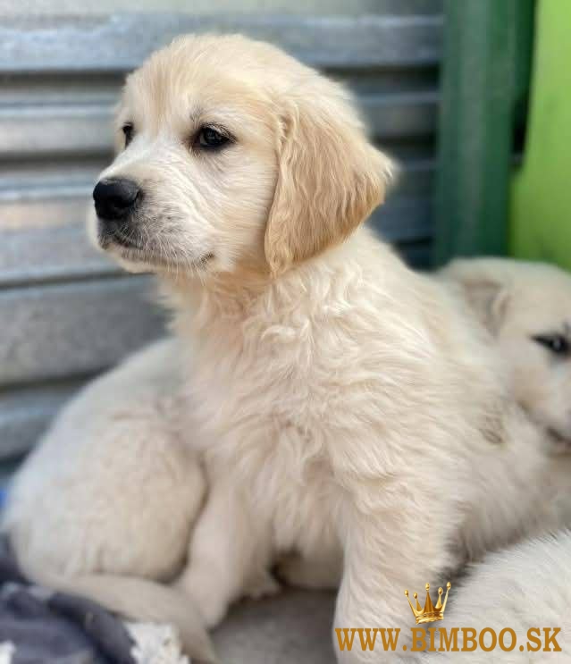 Zlatý retriever/ Golden retriever