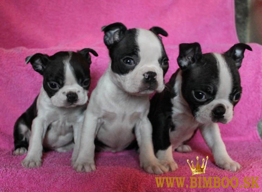 Boston Terrier,Bostonský Teriér,Boston
