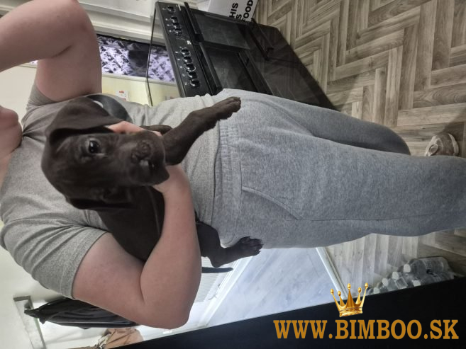 Šteniatka nemeckej dogy... kontaktujte ma cez 