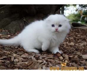 Škótske fold mačiatka. whatsapp nás: +447490124950