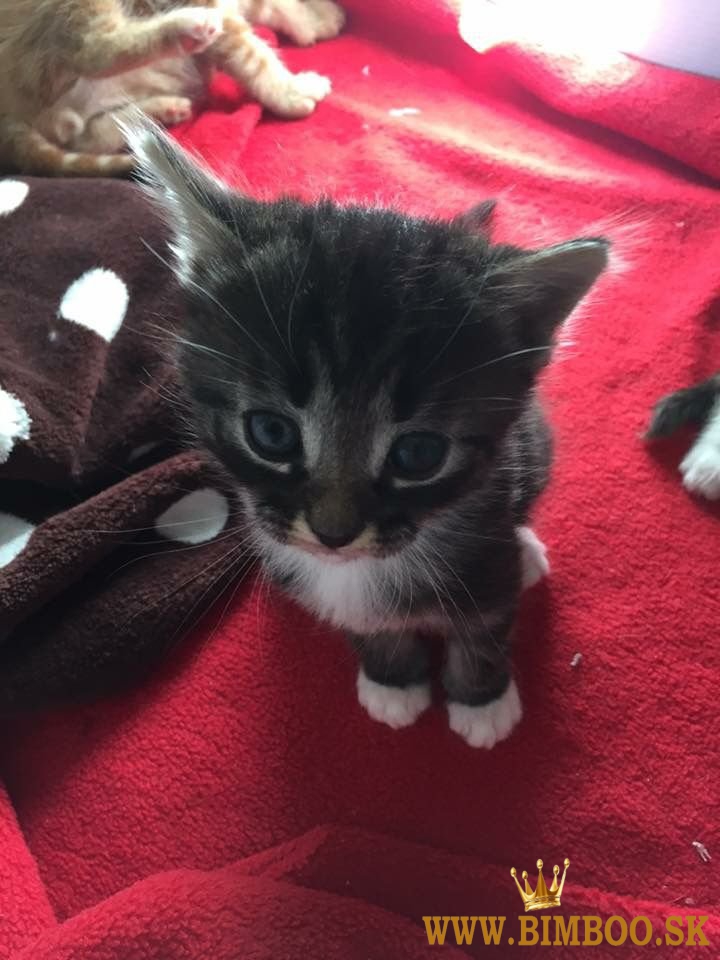 K dispozícii sibírske mačiatka. whatsapp nás: +447490124950