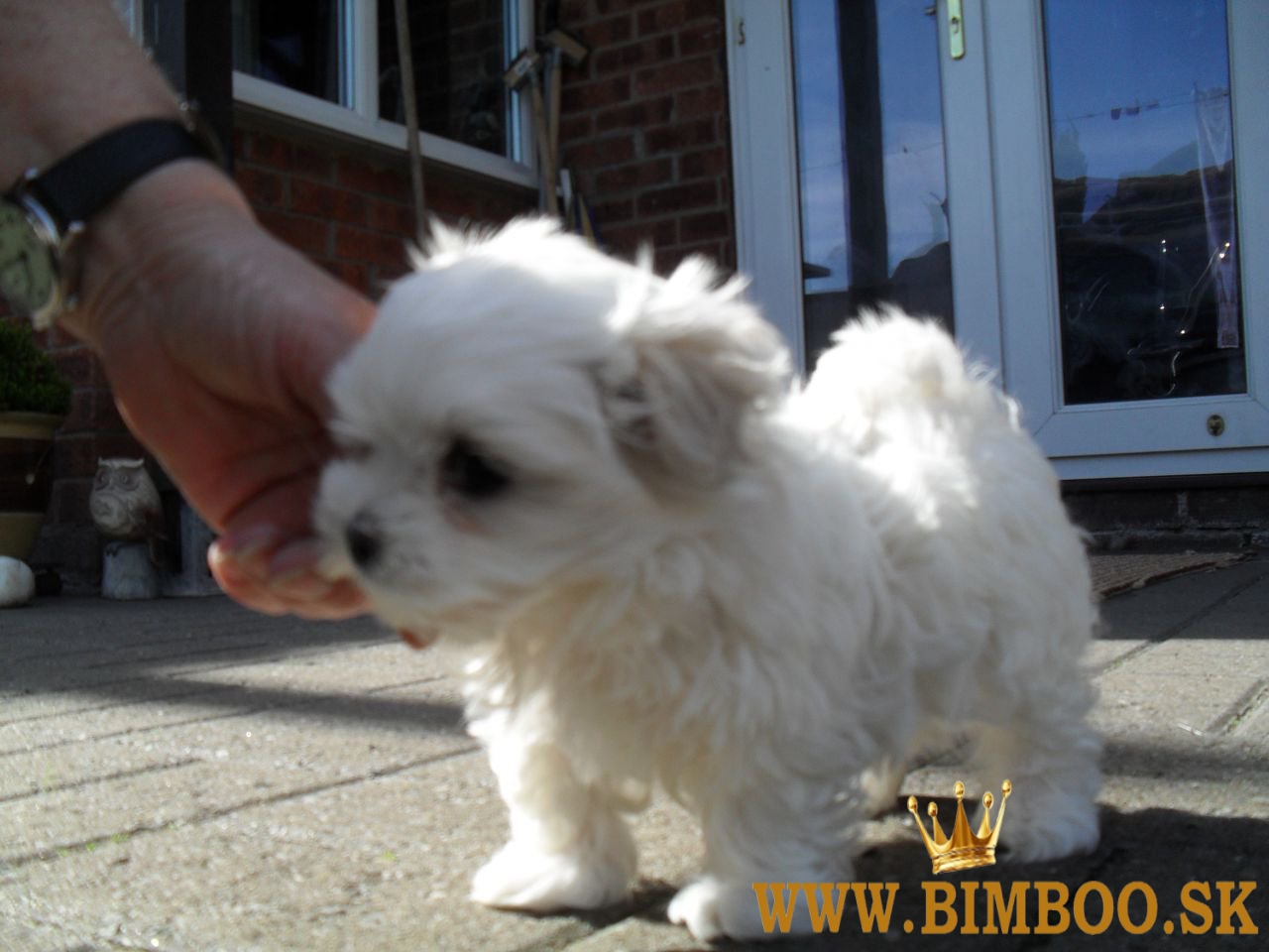 Dve šteniatka maltézskeho teriéra Teacup hľadajú novú rodinu..whatsapp nás:+447490124950