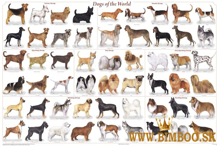 ŠTENIATKA NA PREDAJ (VŠETKY PLEMENÁ K DISPOZÍCII OD CHOVATEĽA Z ÚTULKU)