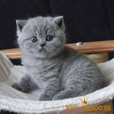 British shorthair kittens