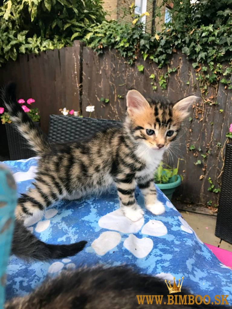 Ohromujúci bengálski samček a samica s ružicou. whatsapp nás: +447490124950